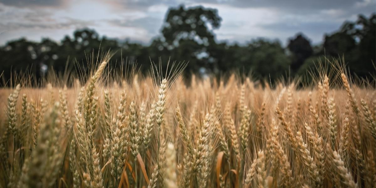 Trigo Brasil 6 das lavouras de trigo já chegaram a fase de maturação