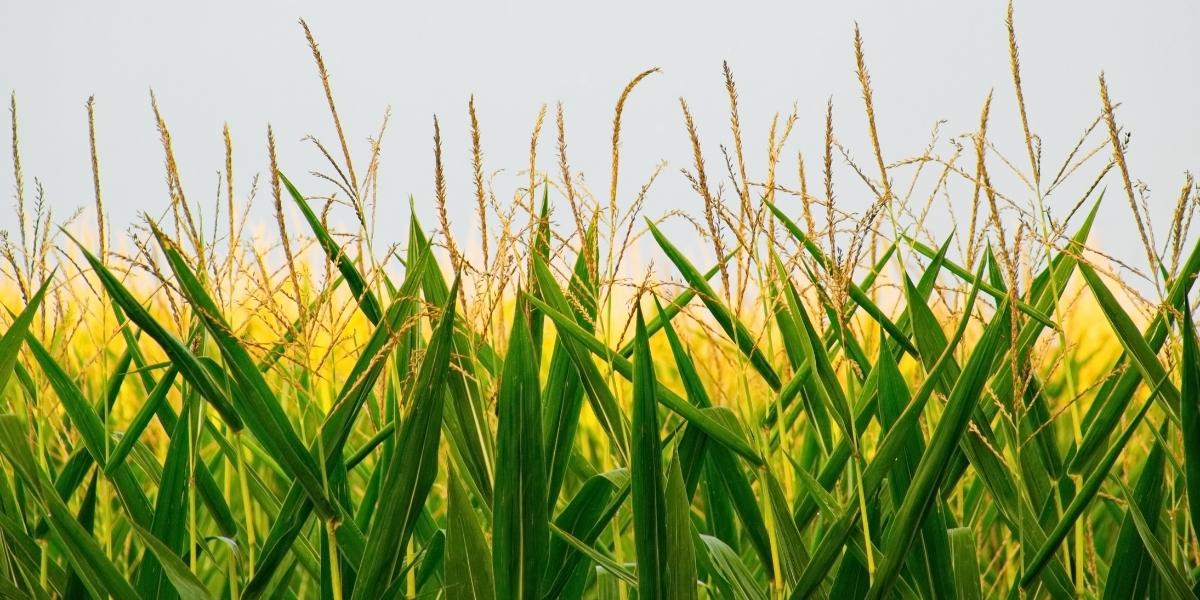 Epagri Publica Cartilha Recomenda Es Para O Manejo Da Cigarrinha