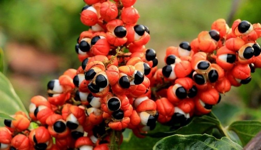 Fonte: Portalamazonia.com